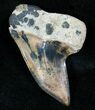 Mako Shark Tooth Fossil - Sharktooth Hill, CA #13583-1